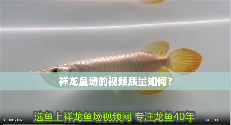 祥龍魚場的視頻質量如何？