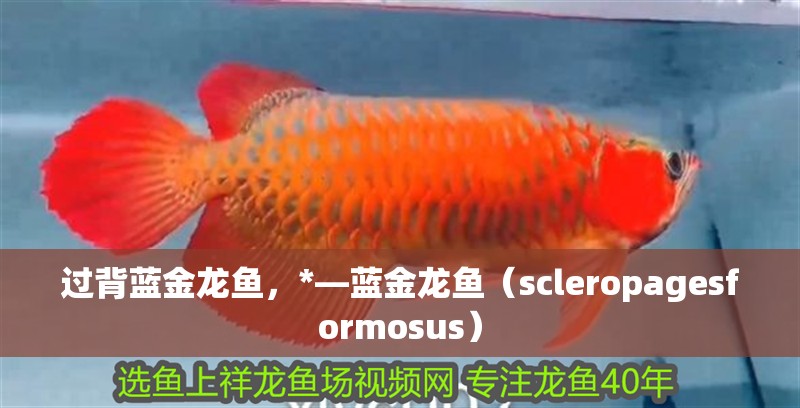 過背藍(lán)金龍魚，*—藍(lán)金龍魚（scleropagesformosus）