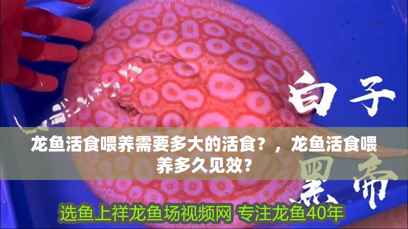 龍魚活食喂養需要多大的活食？，龍魚活食喂養多久見效？