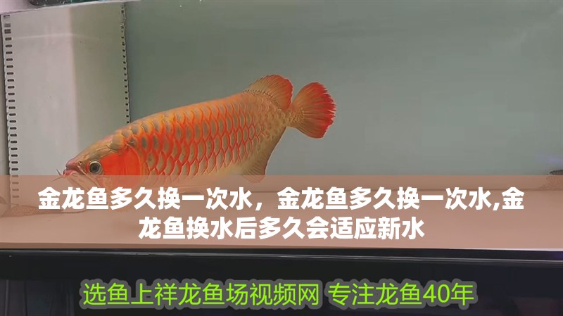 金龍魚多久換一次水，金龍魚多久換一次水,金龍魚換水后多久會適應新水