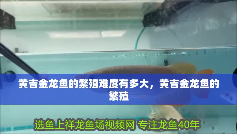黃吉金龍魚的繁殖難度有多大，黃吉金龍魚的繁殖