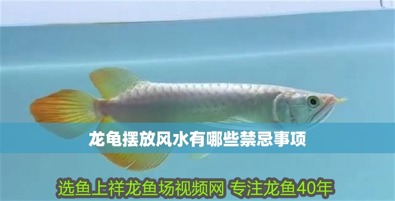 龍龜擺放風水有哪些禁忌事項