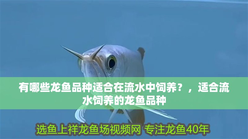 有哪些龍魚品種適合在流水中飼養(yǎng)？，適合流水飼養(yǎng)的龍魚品種
