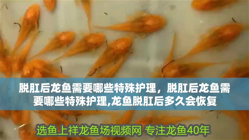 脫肛后龍魚需要哪些特殊護(hù)理，脫肛后龍魚需要哪些特殊護(hù)理,龍魚脫肛后多久會(huì)恢復(fù)