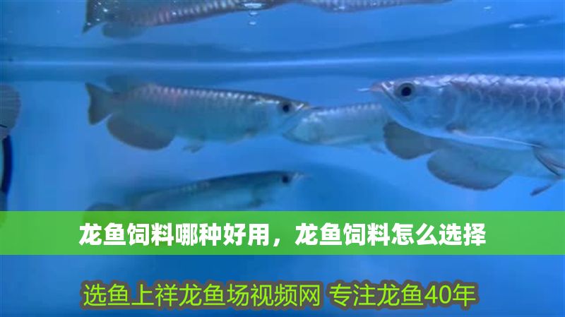 龍魚飼料哪種好用，龍魚飼料怎么選擇