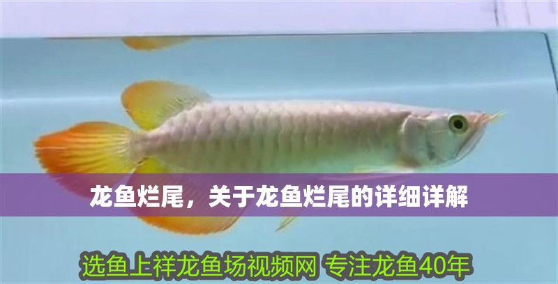 龍魚爛尾，關(guān)于龍魚爛尾的詳細(xì)詳解