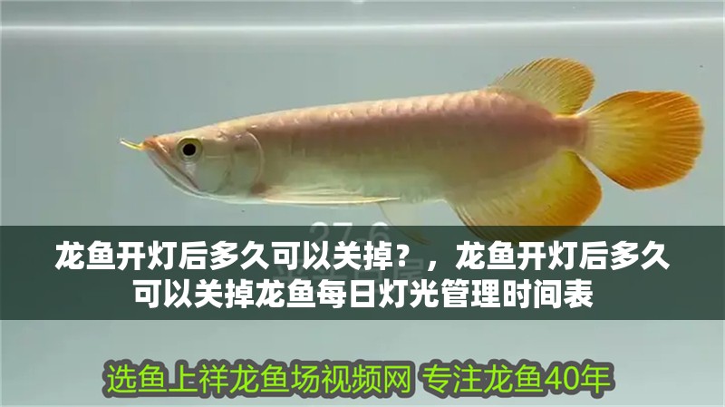 龍魚開燈后多久可以關掉？，龍魚開燈后多久可以關掉龍魚每日燈光管理時間表