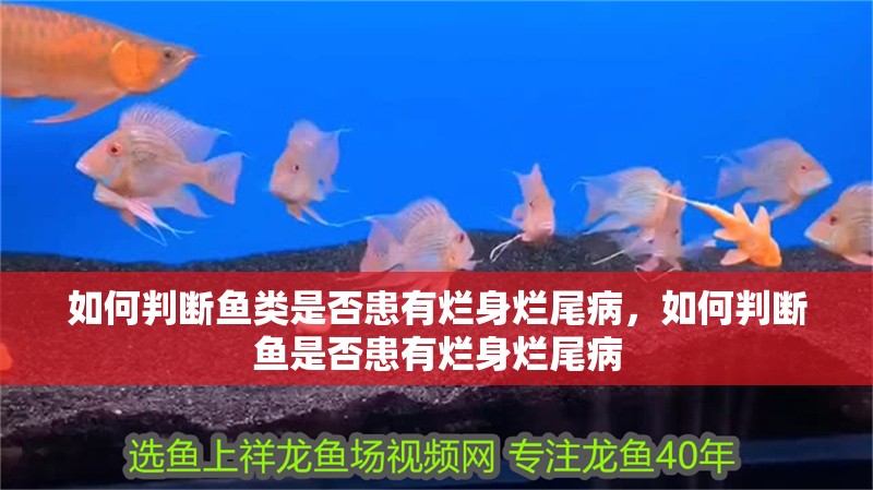如何判斷魚類是否患有爛身爛尾病，如何判斷魚是否患有爛身爛尾病