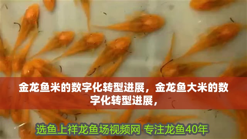 金龍魚米的數(shù)字化轉(zhuǎn)型進(jìn)展，金龍魚大米的數(shù)字化轉(zhuǎn)型進(jìn)展，