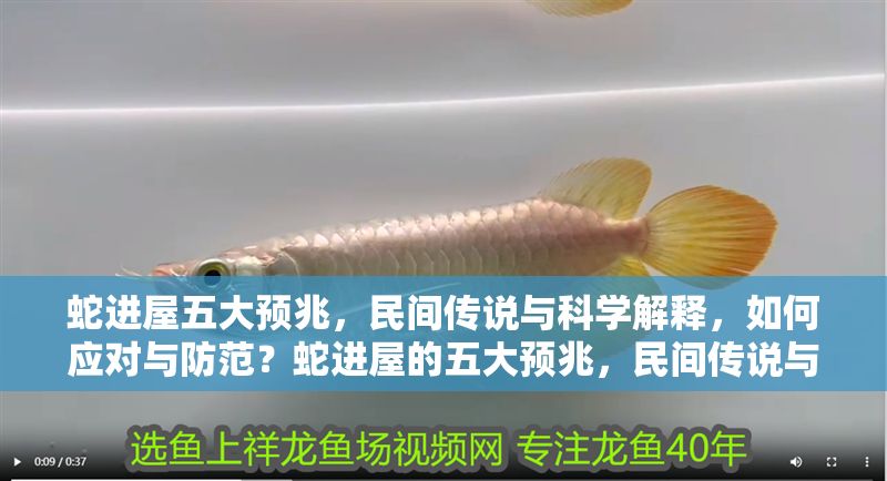 蛇進(jìn)屋五大預(yù)兆，民間傳說(shuō)與科學(xué)解釋?zhuān)绾螒?yīng)對(duì)與防范？蛇進(jìn)屋的五大預(yù)兆，民間傳說(shuō)與科學(xué)解析及防范指南