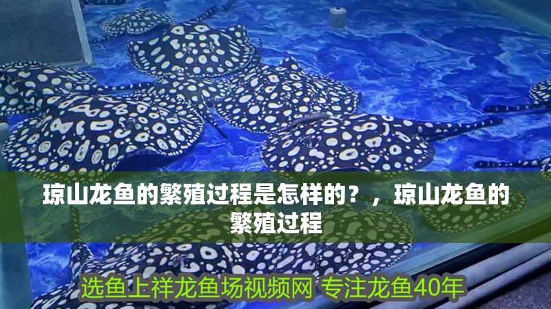 瓊山龍魚的繁殖過程是怎樣的？，瓊山龍魚的繁殖過程
