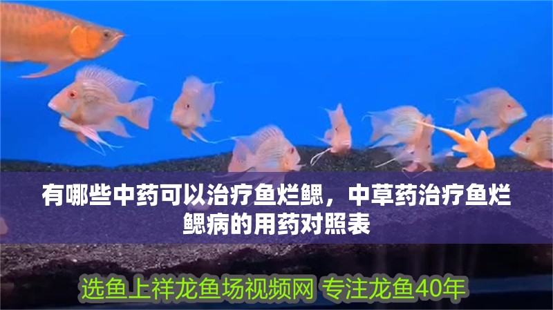 有哪些中藥可以治療魚爛鰓，中草藥治療魚爛鰓病的用藥對照表