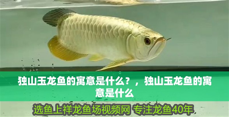 獨山玉龍魚的寓意是什么？，獨山玉龍魚的寓意是什么