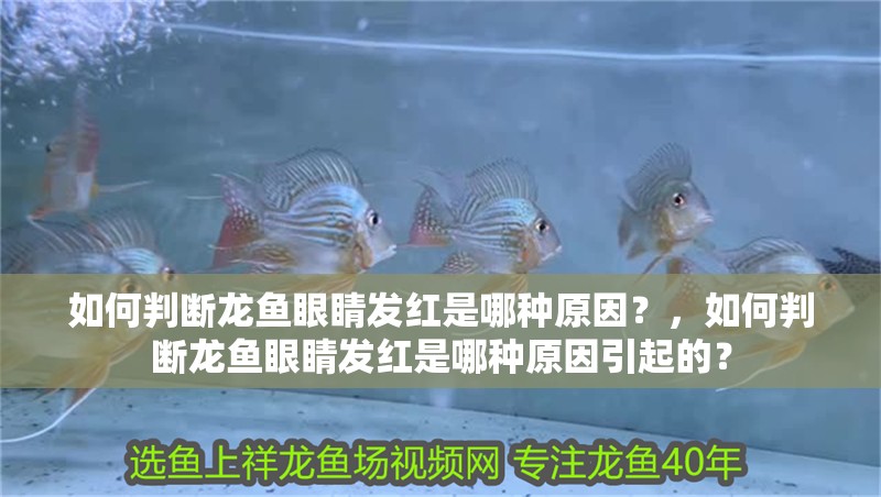 如何判斷龍魚眼睛發紅是哪種原因？，如何判斷龍魚眼睛發紅是哪種原因引起的？