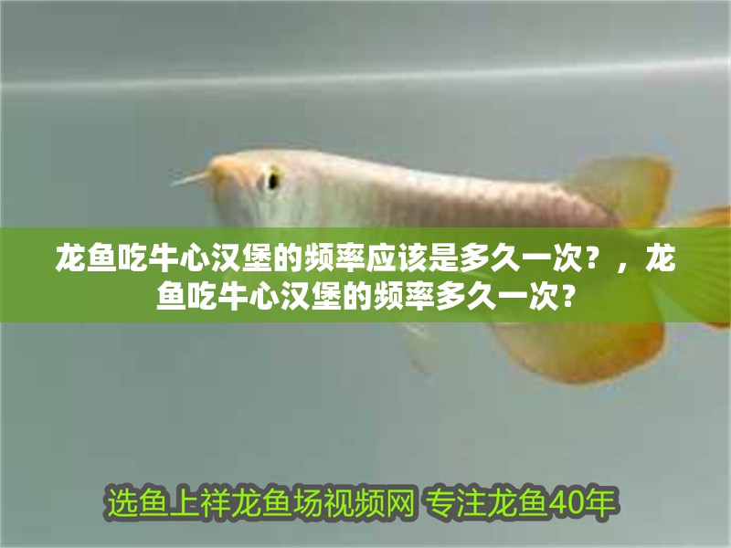 龍魚吃牛心漢堡的頻率應該是多久一次？，龍魚吃牛心漢堡的頻率多久一次？