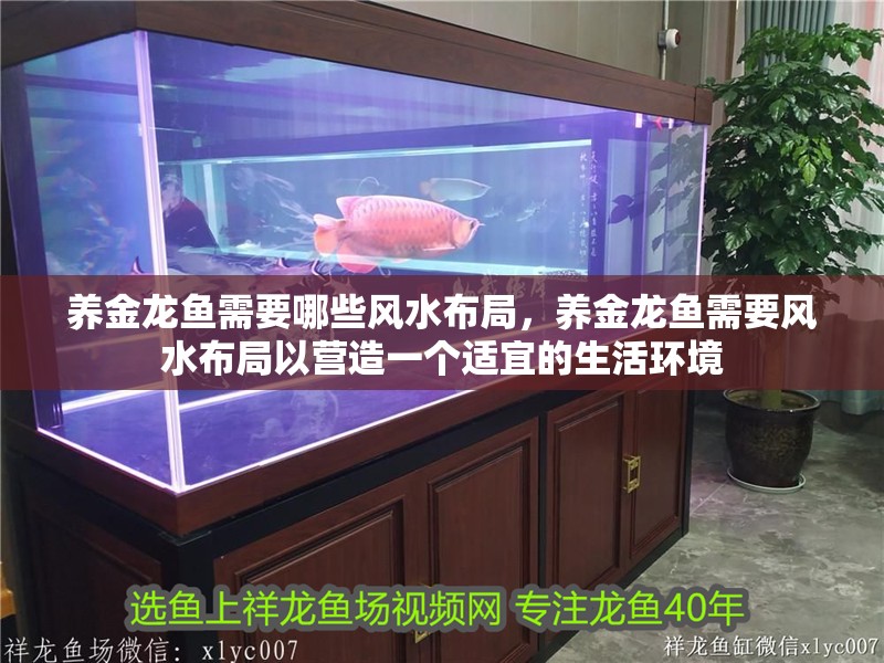 養(yǎng)金龍魚需要哪些風(fēng)水布局，養(yǎng)金龍魚需要風(fēng)水布局以營造一個適宜的生活環(huán)境
