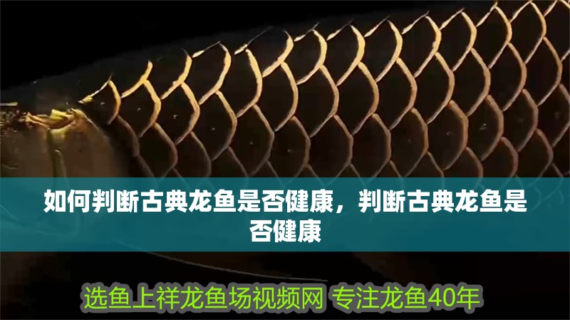 如何判斷古典龍魚是否健康，判斷古典龍魚是否健康