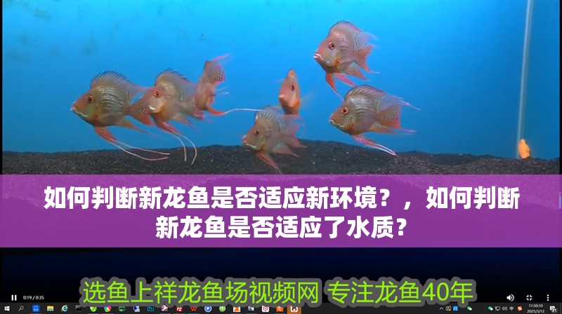 如何判斷新龍魚是否適應新環境？，如何判斷新龍魚是否適應了水質？