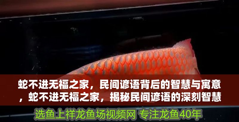 蛇不進(jìn)無福之家，民間諺語背后的智慧與寓意，蛇不進(jìn)無福之家，揭秘民間諺語的深刻智慧與生活寓意 蛇不進(jìn)無福之家，民間諺語背后的智慧與寓意，蛇不進(jìn)無福之家，揭秘民間諺語的深刻智慧與生活寓意 龍魚百科 第1張