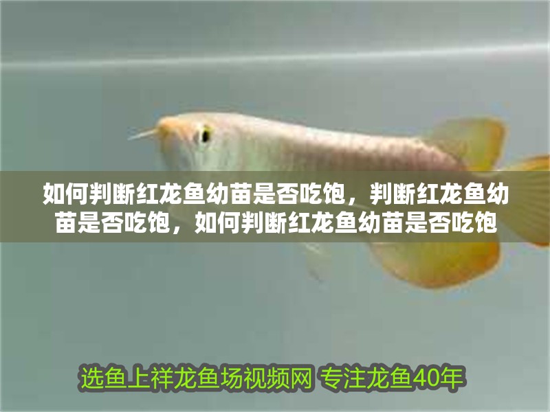 如何判斷紅龍魚幼苗是否吃飽，判斷紅龍魚幼苗是否吃飽，如何判斷紅龍魚幼苗是否吃飽
