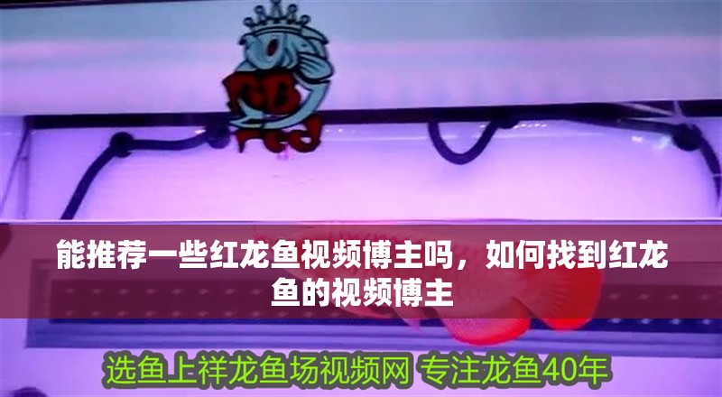 能推薦一些紅龍魚視頻博主嗎，如何找到紅龍魚的視頻博主