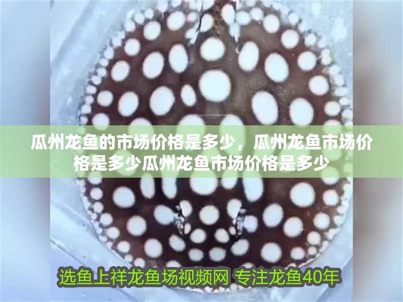 瓜州龍魚的市場價格是多少，瓜州龍魚市場價格是多少瓜州龍魚市場價格是多少