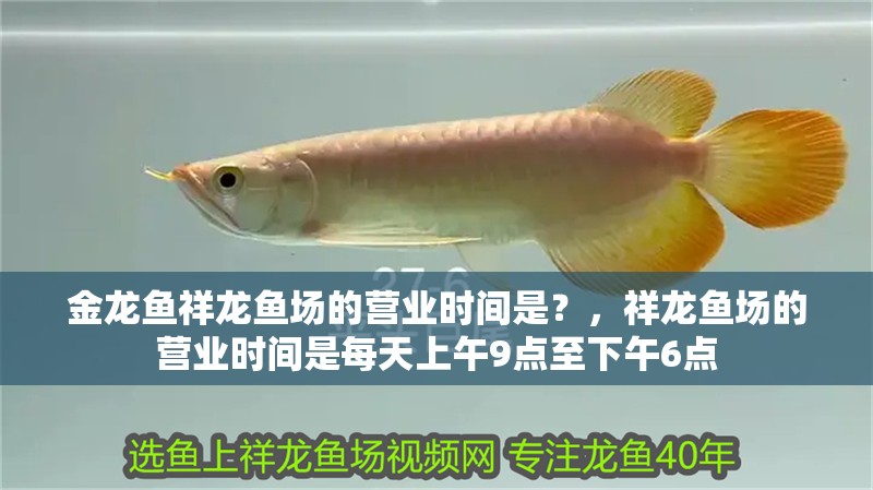 金龍魚祥龍魚場的營業時間是？，祥龍魚場的營業時間是每天上午9點至下午6點