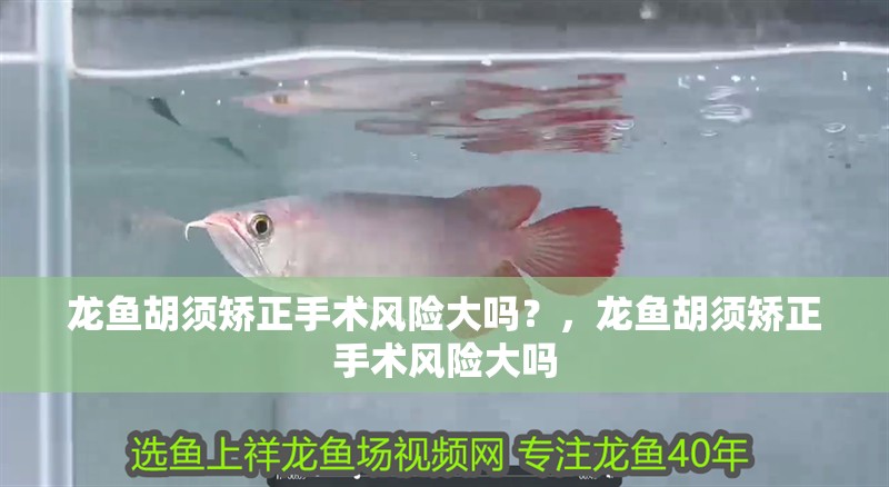 龍魚胡須矯正手術風險大嗎？，龍魚胡須矯正手術風險大嗎