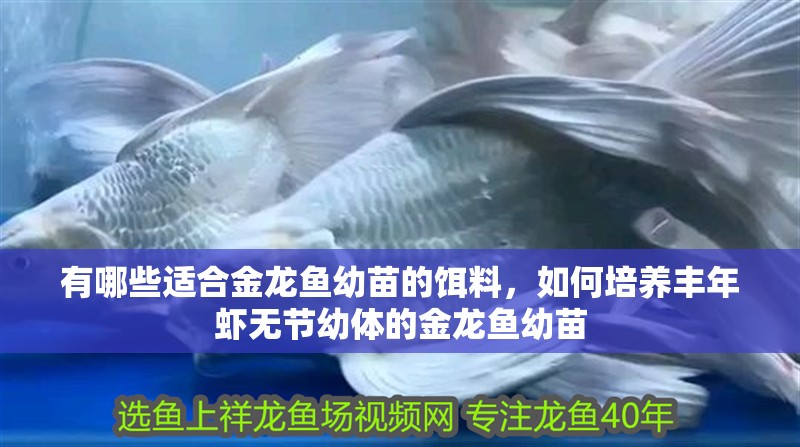 有哪些適合金龍魚幼苗的餌料，如何培養豐年蝦無節幼體的金龍魚幼苗