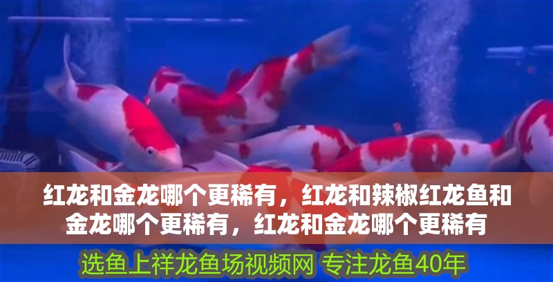 紅龍和金龍哪個更稀有，紅龍和辣椒紅龍魚和金龍哪個更稀有，紅龍和金龍哪個更稀有