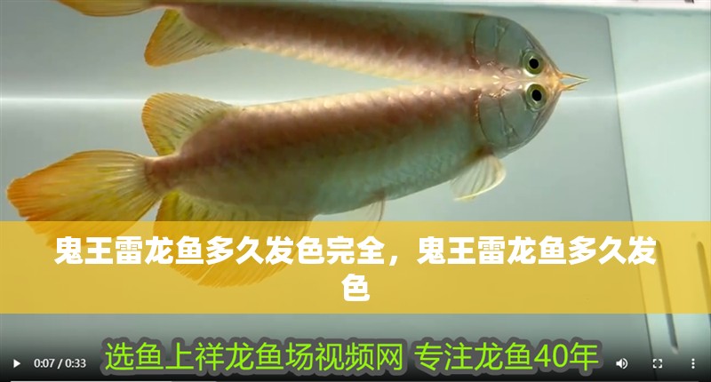 鬼王雷龍魚多久發(fā)色完全，鬼王雷龍魚多久發(fā)色