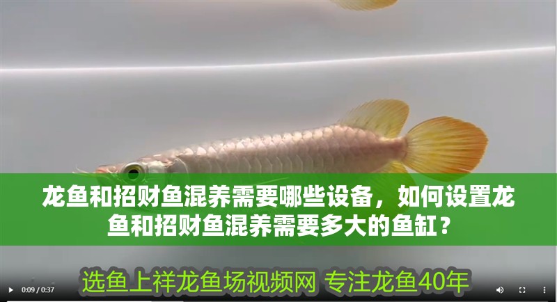 龍魚和招財魚混養需要哪些設備，如何設置龍魚和招財魚混養需要多大的魚缸？