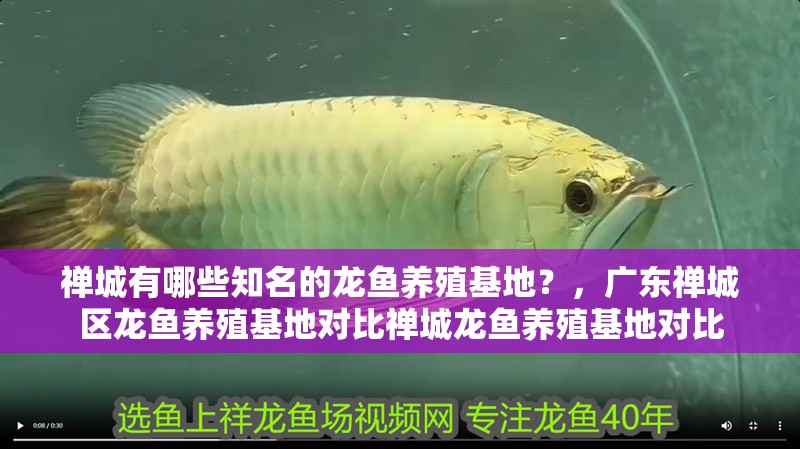 禪城有哪些知名的龍魚養殖基地？，廣東禪城區龍魚養殖基地對比禪城龍魚養殖基地對比
