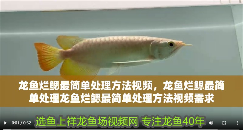 龍魚爛鰓最簡單處理方法視頻，龍魚爛鰓最簡單處理龍魚爛鰓最簡單處理方法視頻需求