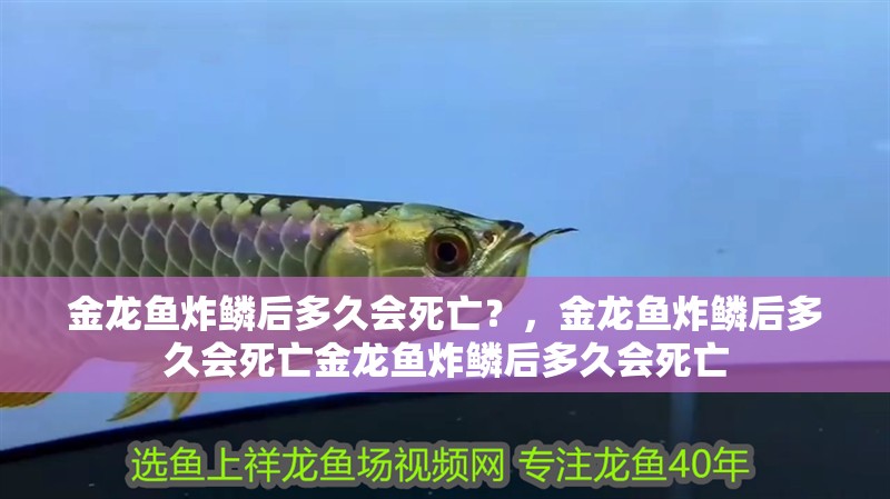 金龍魚炸鱗后多久會死亡？，金龍魚炸鱗后多久會死亡金龍魚炸鱗后多久會死亡