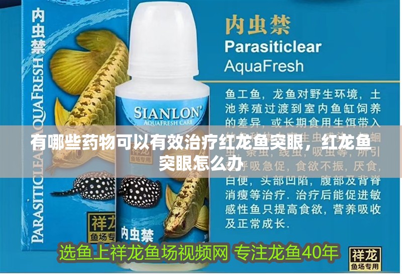 有哪些藥物可以有效治療紅龍魚突眼，紅龍魚突眼怎么辦