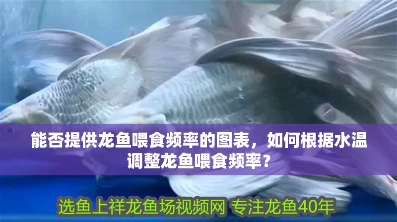 能否提供龍魚喂食頻率的圖表，如何根據水溫調整龍魚喂食頻率？