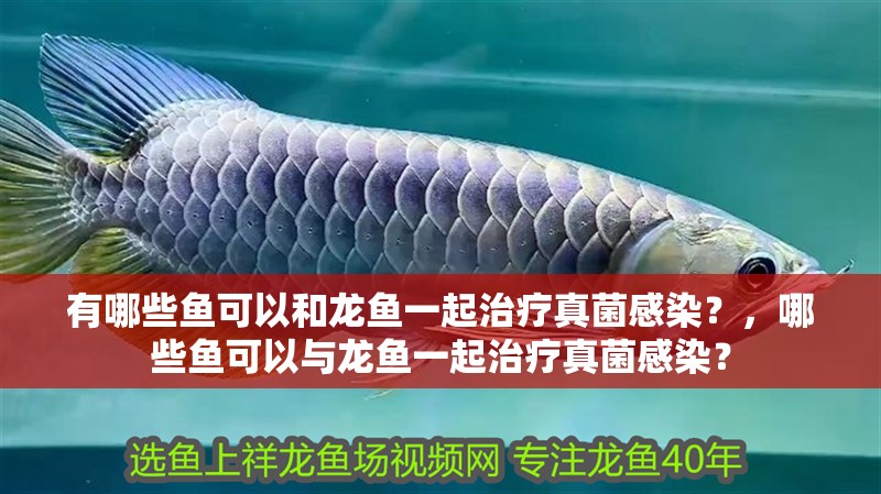 有哪些魚可以和龍魚一起治療真菌感染？，哪些魚可以與龍魚一起治療真菌感染？