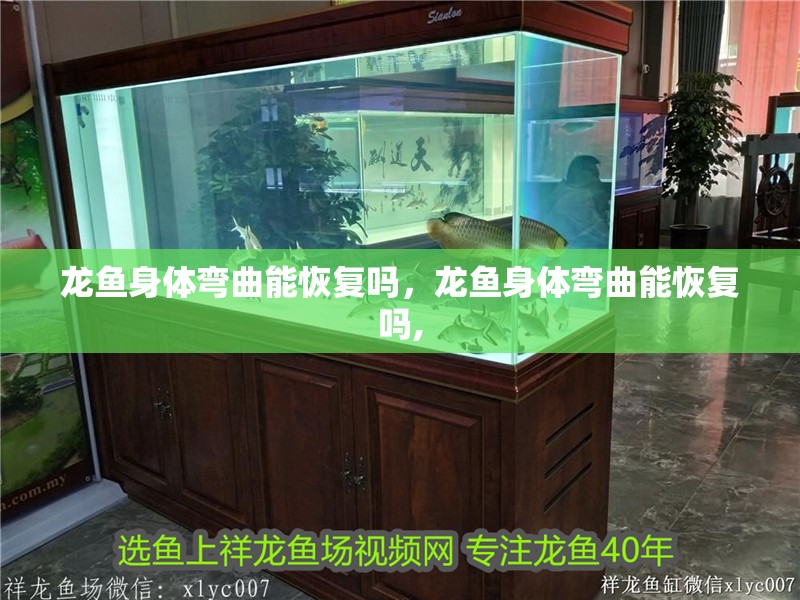 龍魚身體彎曲能恢復嗎，龍魚身體彎曲能恢復嗎,