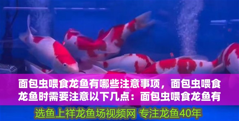 面包蟲喂食龍魚有哪些注意事項，面包蟲喂食龍魚時需要注意以下幾點：面包蟲喂食龍魚有哪些誤區(qū)
