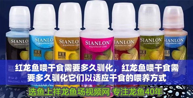 紅龍魚喂干食需要多久馴化，紅龍魚喂干食需要多久馴化它們以適應干食的喂養方式