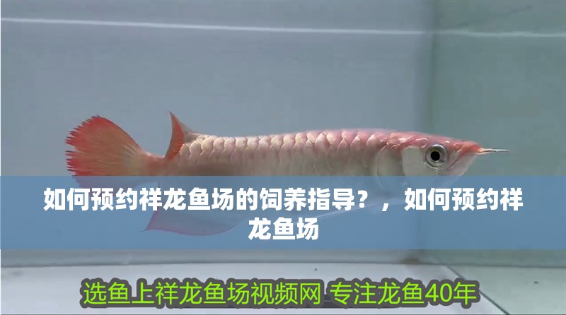 如何預(yù)約祥龍魚場的飼養(yǎng)指導(dǎo)？，如何預(yù)約祥龍魚場