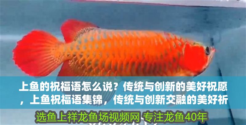 上魚的祝福語怎么說？傳統與創新的美好祝愿，上魚祝福語集錦，傳統與創新交融的美好祈愿