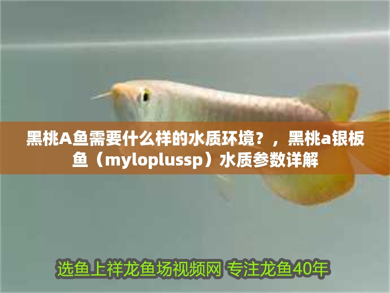 黑桃A魚需要什么樣的水質(zhì)環(huán)境？，黑桃a銀板魚（myloplussp）水質(zhì)參數(shù)詳解