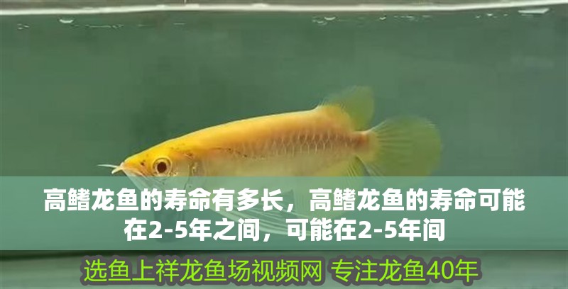高鰭龍魚的壽命有多長，高鰭龍魚的壽命可能在2-5年之間，可能在2-5年間