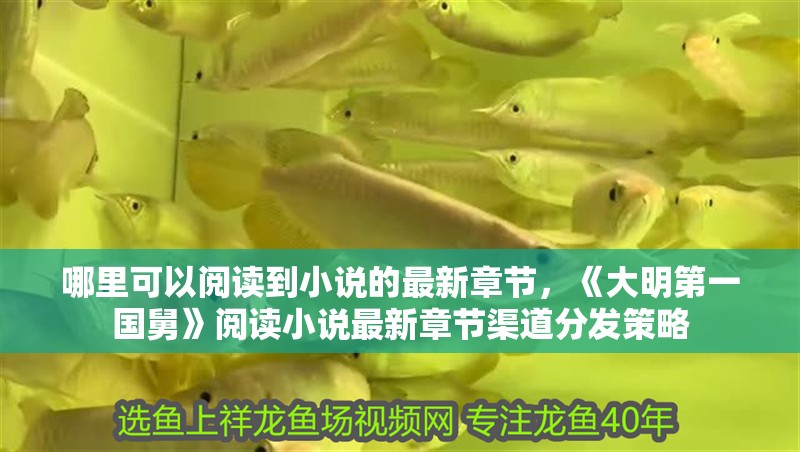 哪里可以閱讀到小說的最新章節，《大明第一國舅》閱讀小說最新章節渠道分發策略