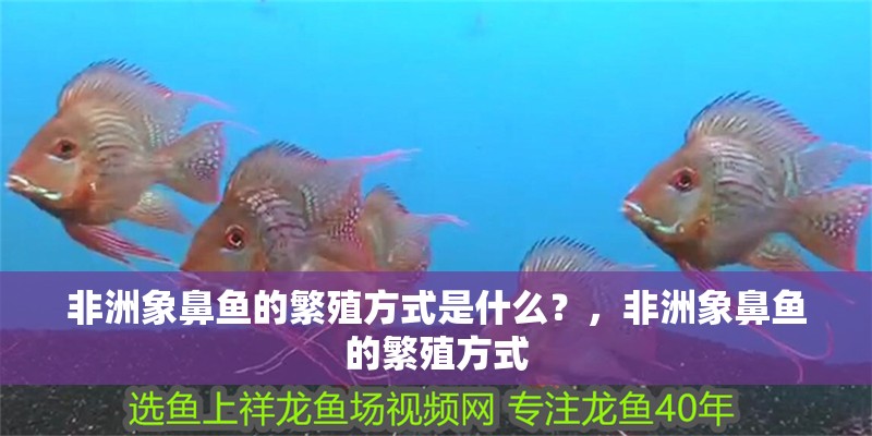 非洲象鼻魚的繁殖方式是什么？，非洲象鼻魚的繁殖方式