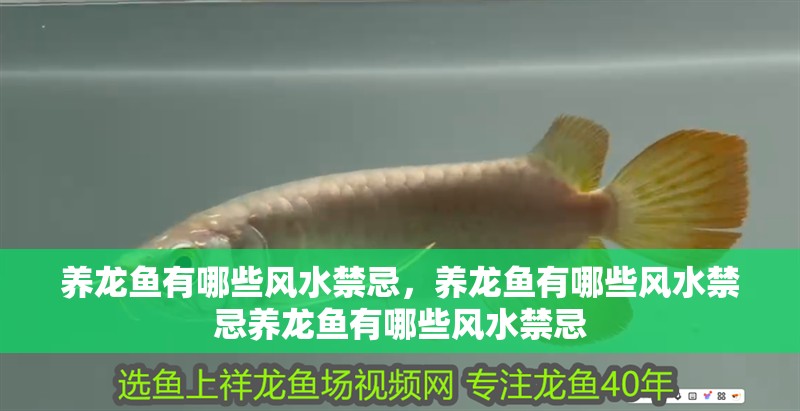 養(yǎng)龍魚(yú)有哪些風(fēng)水禁忌，養(yǎng)龍魚(yú)有哪些風(fēng)水禁忌養(yǎng)龍魚(yú)有哪些風(fēng)水禁忌