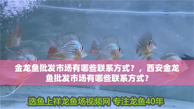 金龍魚批發市場有哪些聯系方式？，西安金龍魚批發市場有哪些聯系方式？