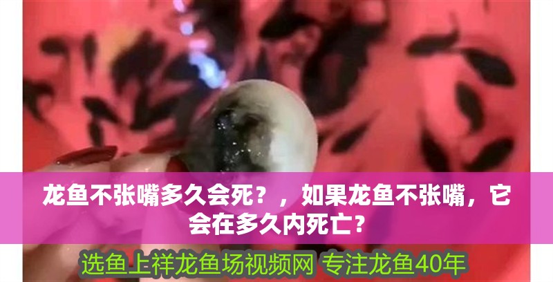 龍魚不張嘴多久會死？，如果龍魚不張嘴，它會在多久內死亡？